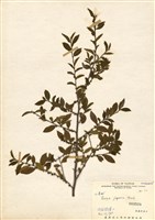 藏品(柃木)的圖片